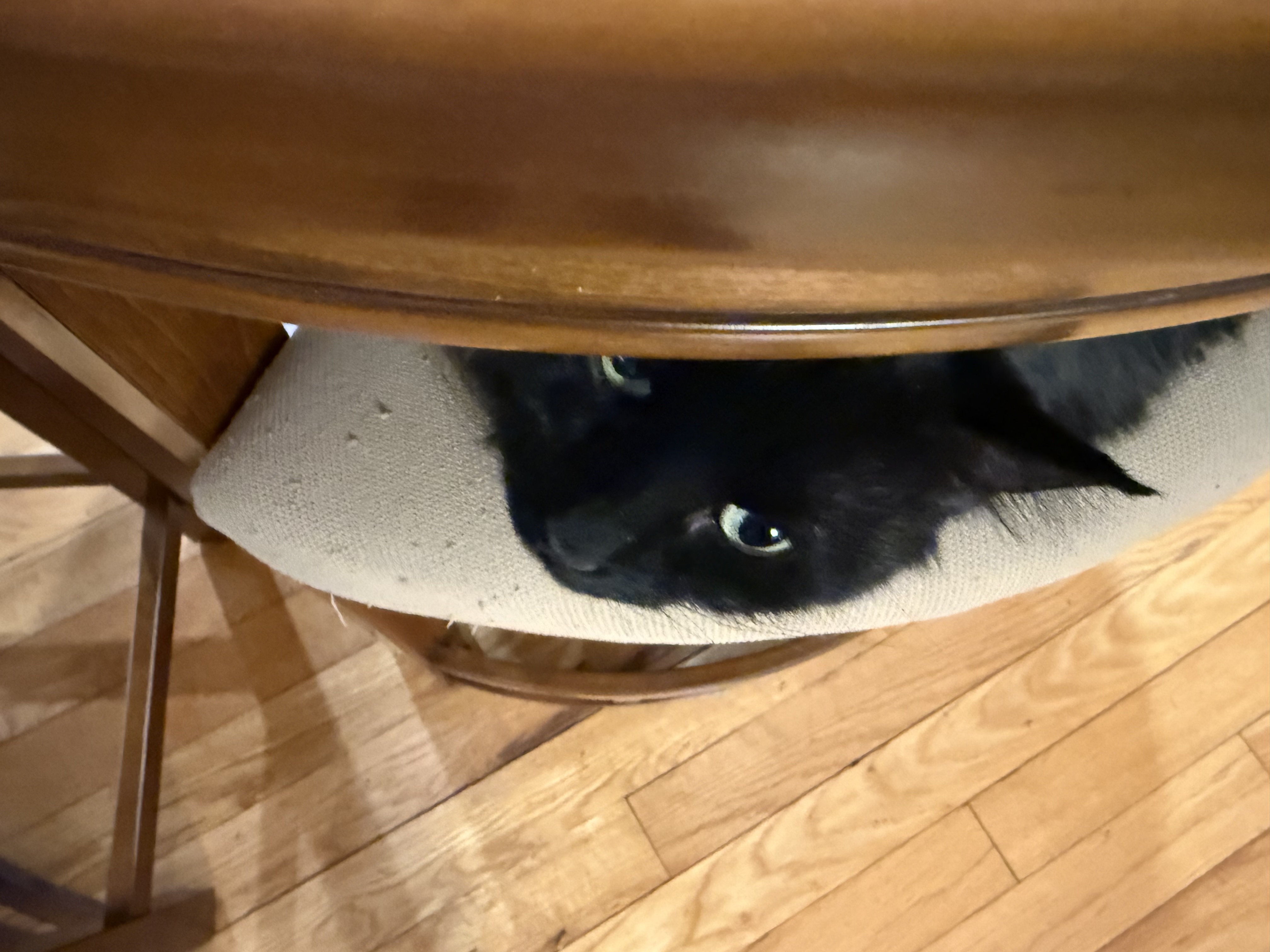 Lilibet's Fan Club banner