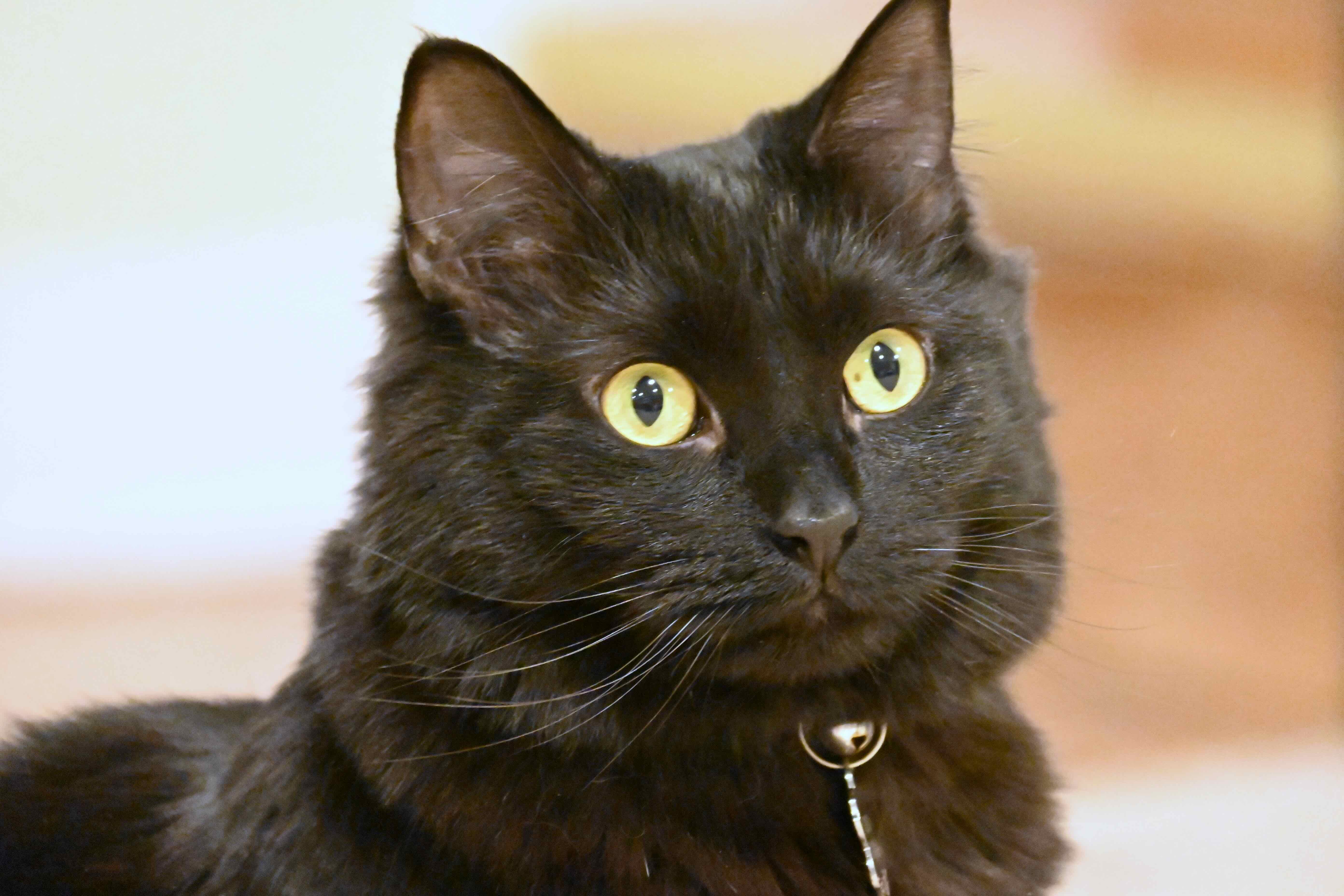 Lilibet's Fan Club logo